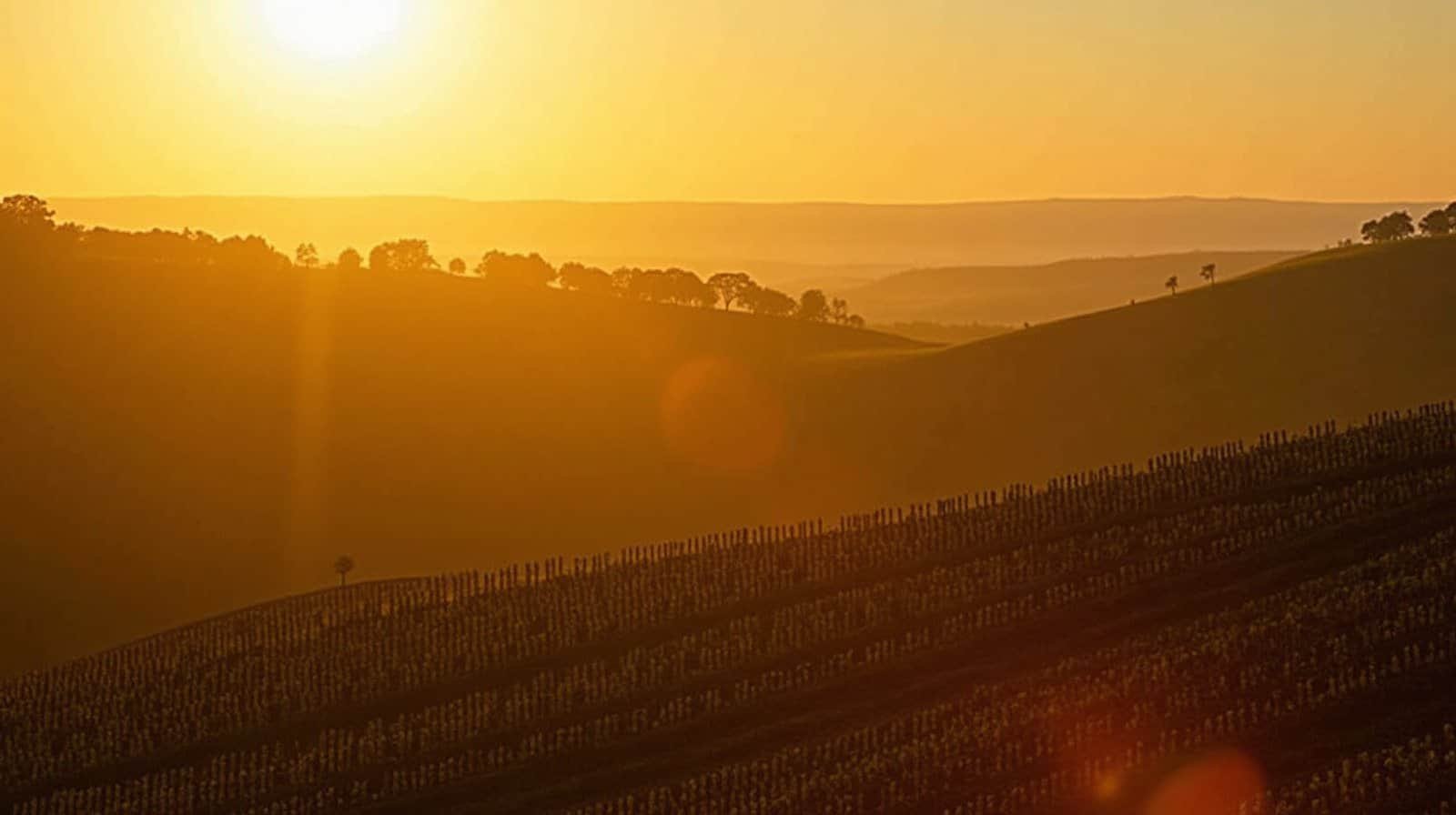 Colina coberta por fileiras de vinhedo ao entardecer, com luz dourada baixa e sombras longas, sem pessoas na cena
